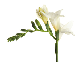 Photo of Beautiful blooming freesia flower isolated on white