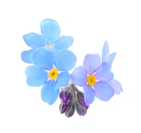 Photo of Amazing spring forget-me-not flowers on white background