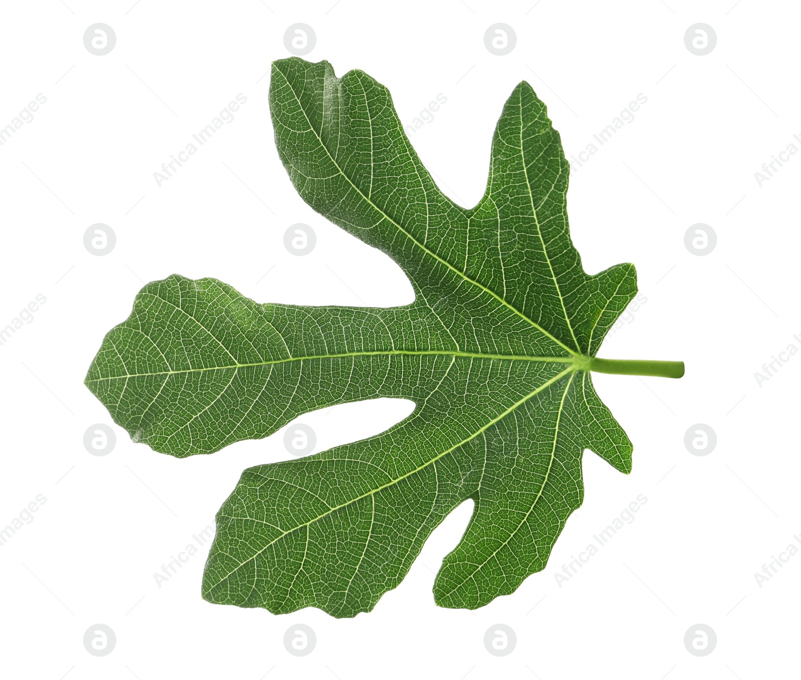 Photo of One green leaf of fig tree isolated on white, top view