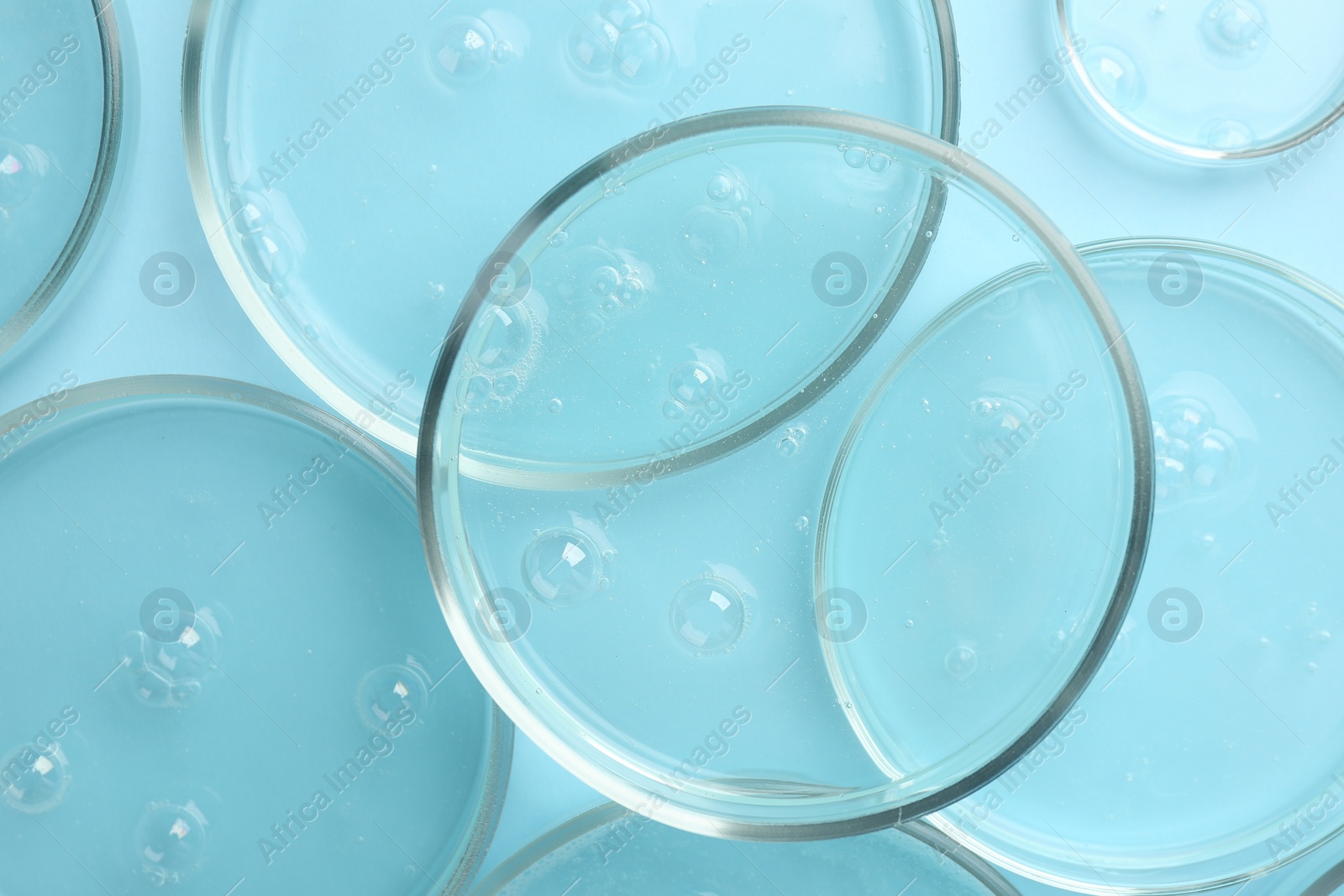 Photo of Petri dishes with liquid samples on light blue background, top view