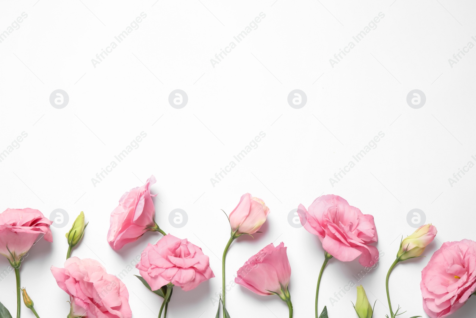 Photo of Beautiful pink Eustoma flowers on white background, flat lay. Space for text