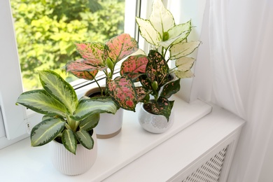 Exotic houseplants with beautiful leaves on window sill at home