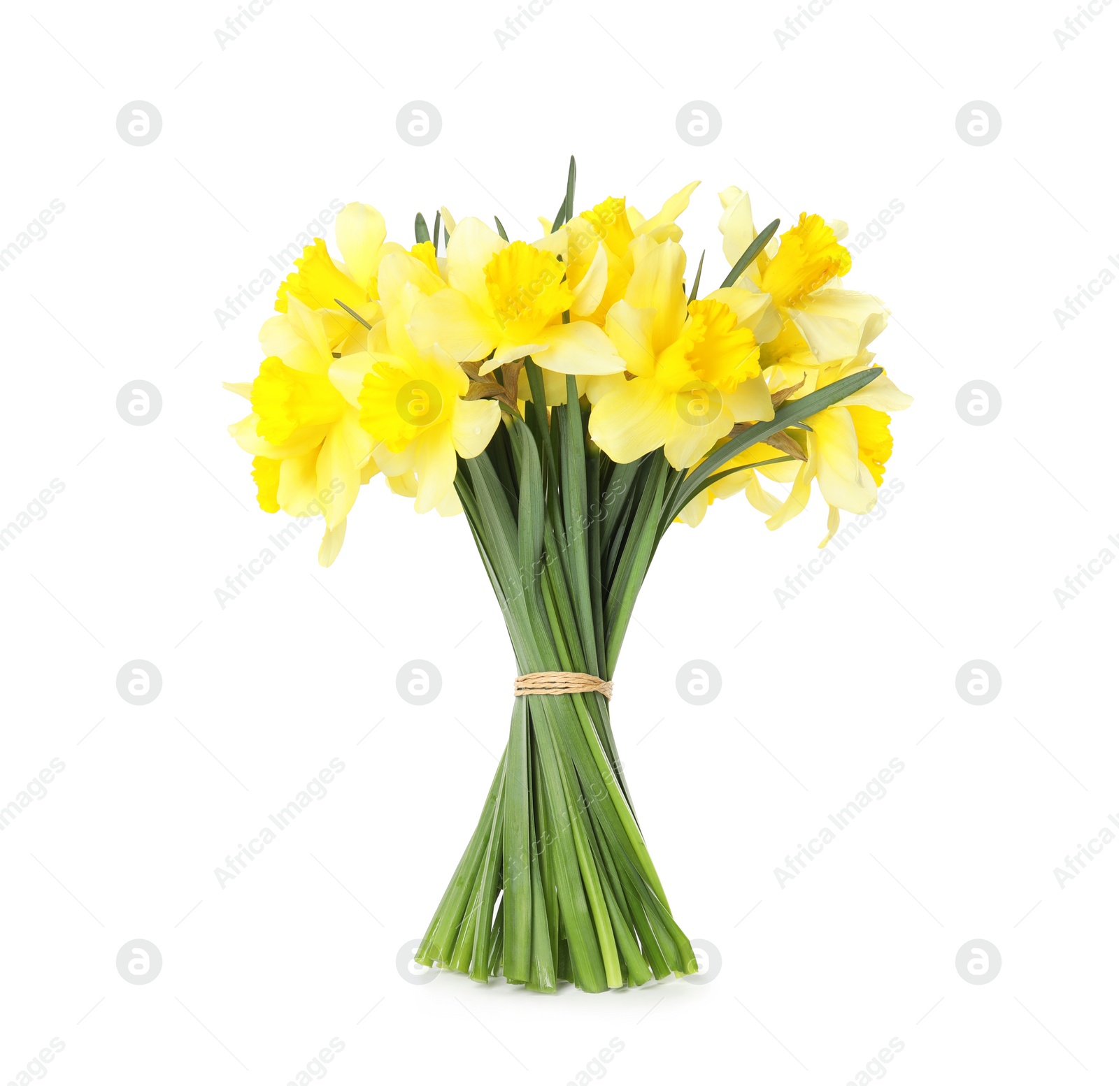 Photo of Bouquet of daffodils on white background. Fresh spring flowers