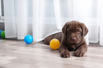 Photo of Chocolate Labrador Retriever puppy with colorful balls indoors. Space for text