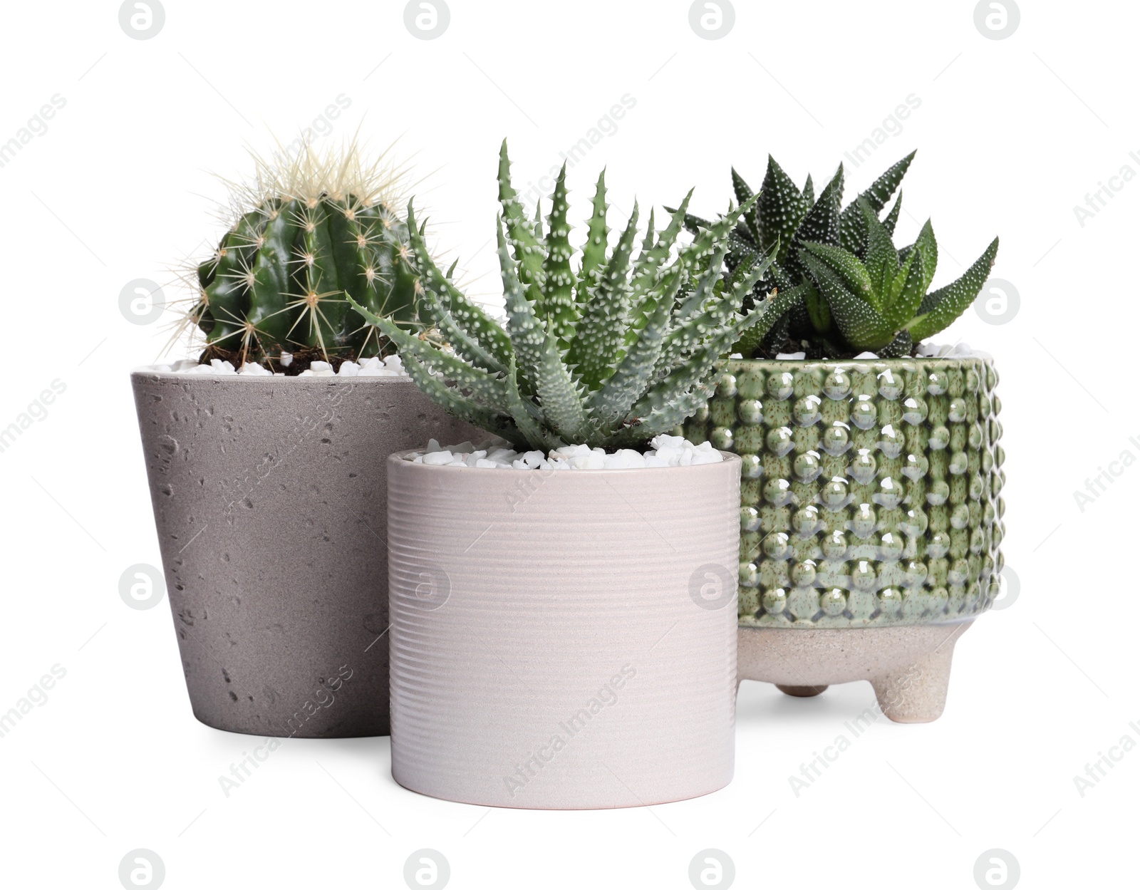 Photo of Different house plants in pots isolated on white