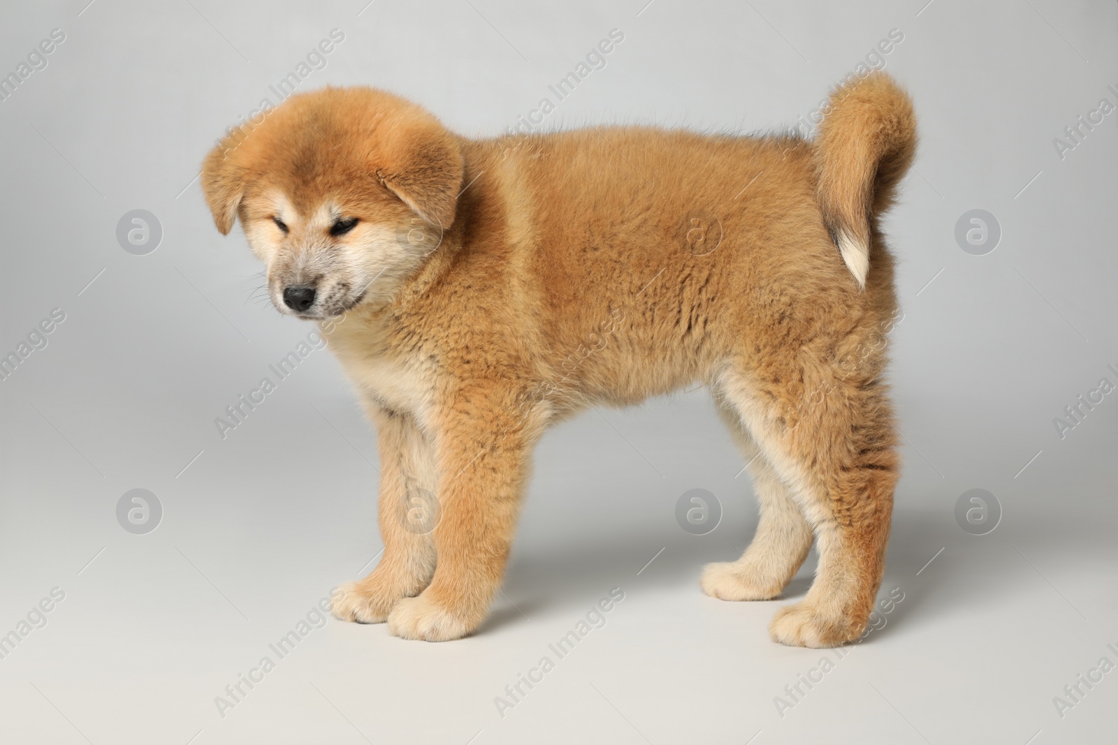 Photo of Cute Akita Inu puppy on white background. Baby animal