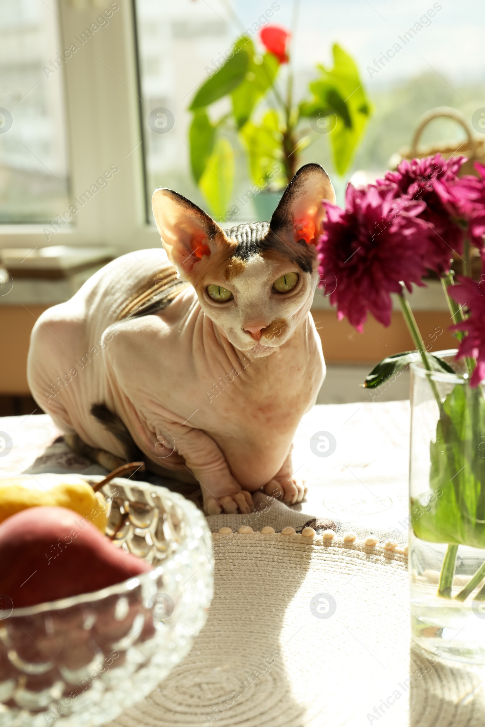 Photo of Beautiful Sphynx cat on table at home. Lovely pet