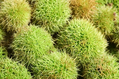 Many fresh sweet edible chestnuts as background, closeup