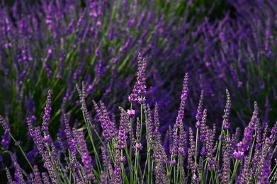 Beautiful blooming lavender plants growing in field