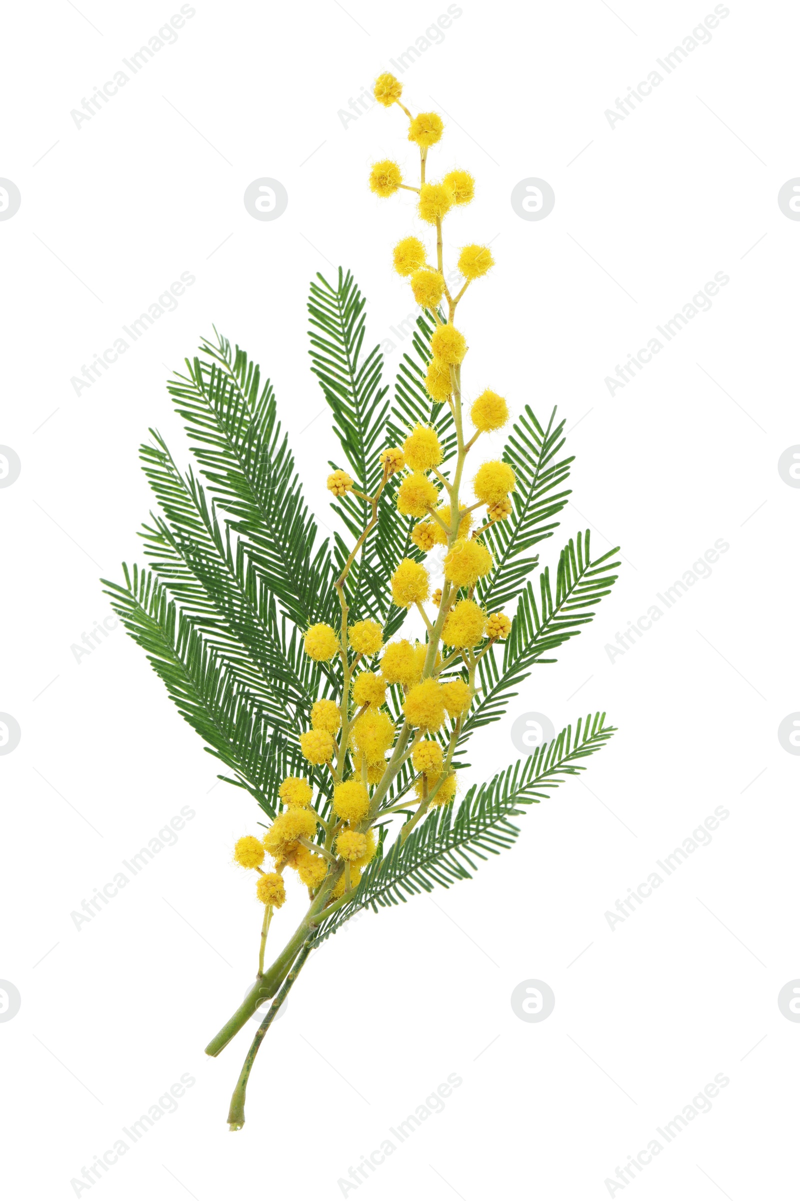 Photo of Beautiful mimosa plant with yellow flowers on white background