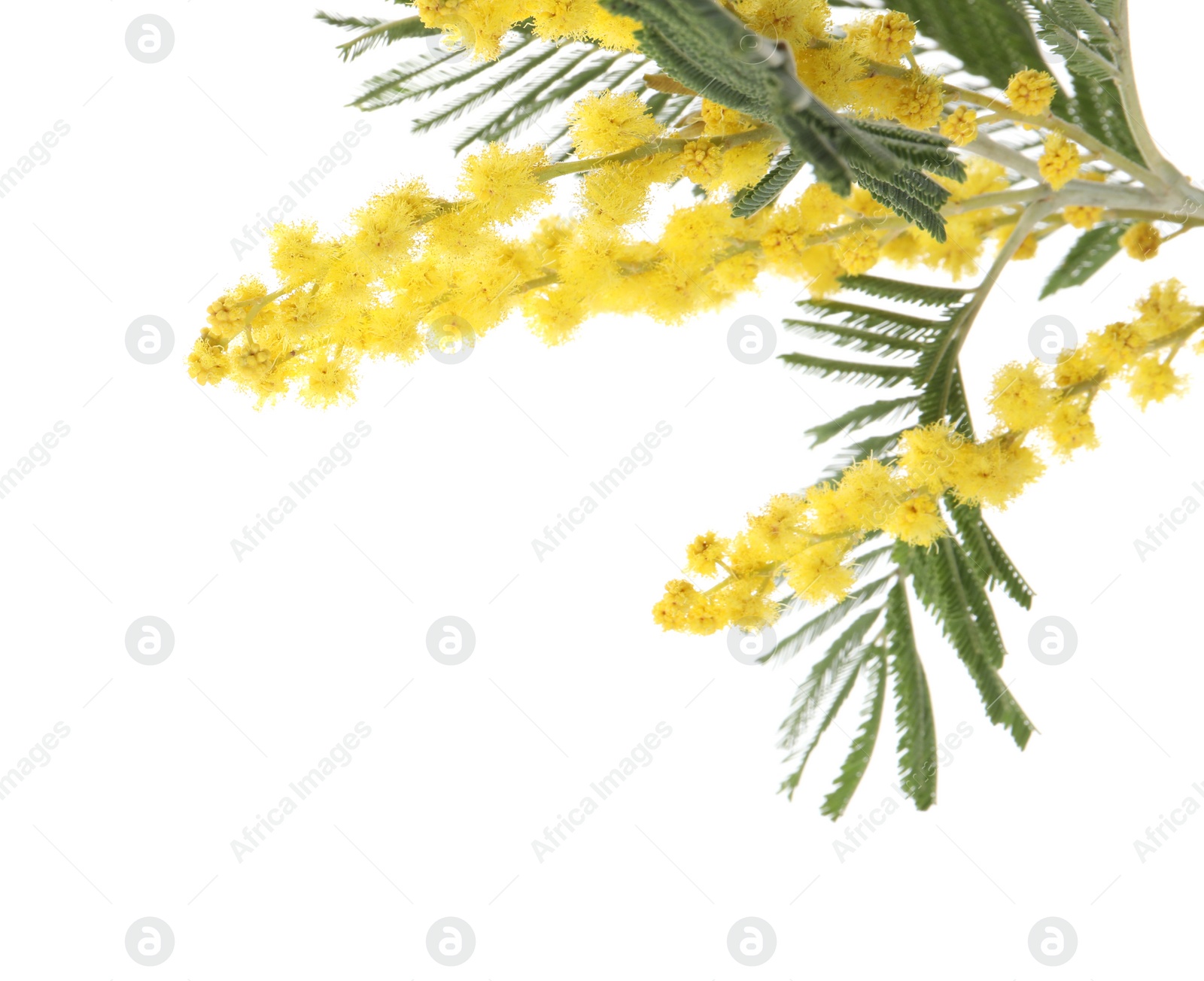 Photo of Beautiful mimosa plant with yellow flowers isolated on white