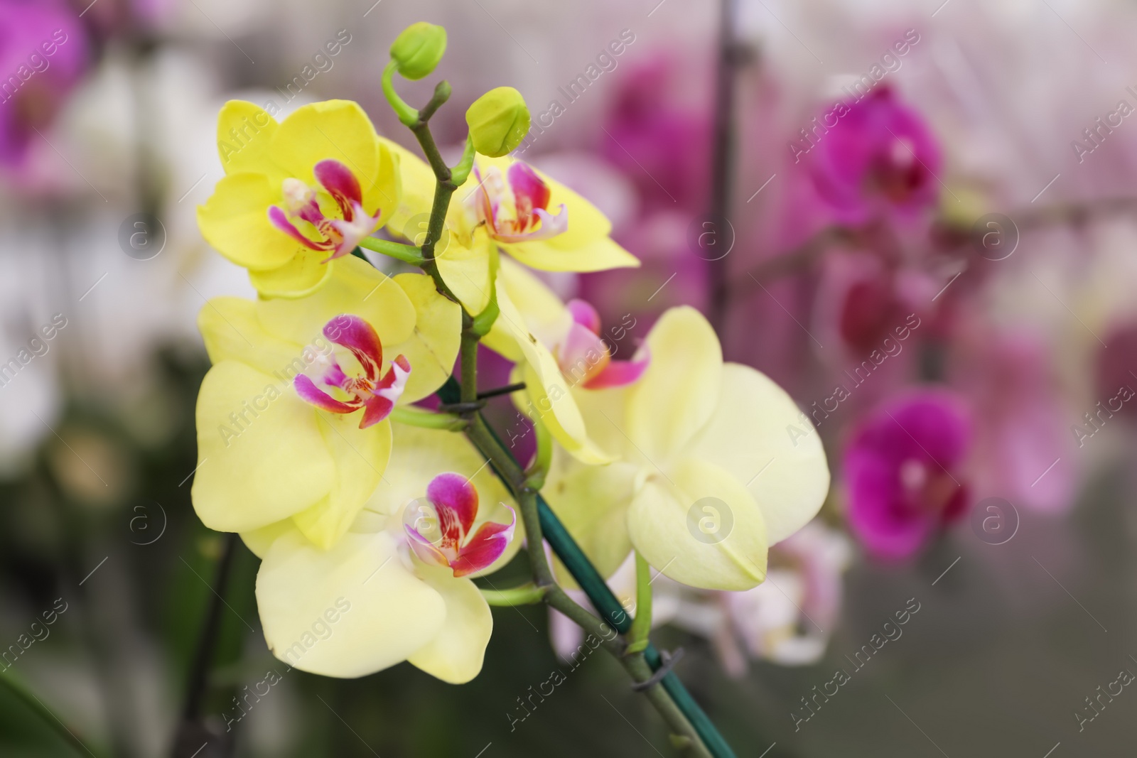 Photo of Beautiful blooming tropical orchid on blurred background, closeup