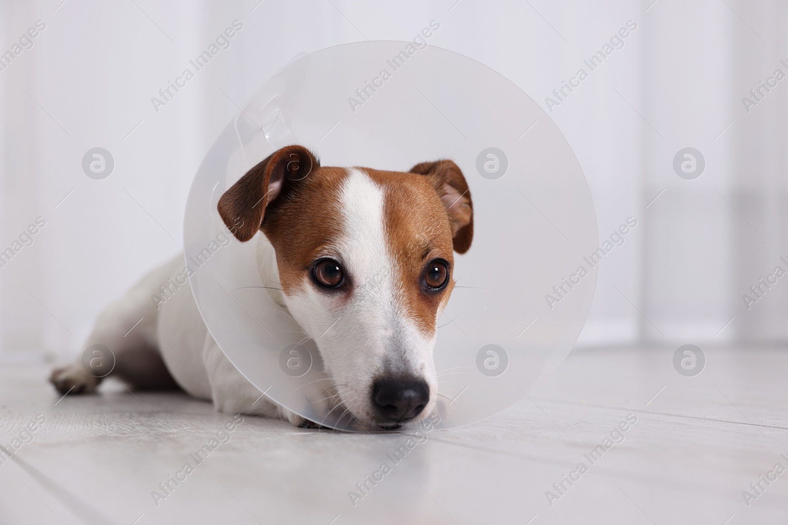 Photo of Cute Jack Russell Terrier dog wearing medical plastic collar on floor indoors