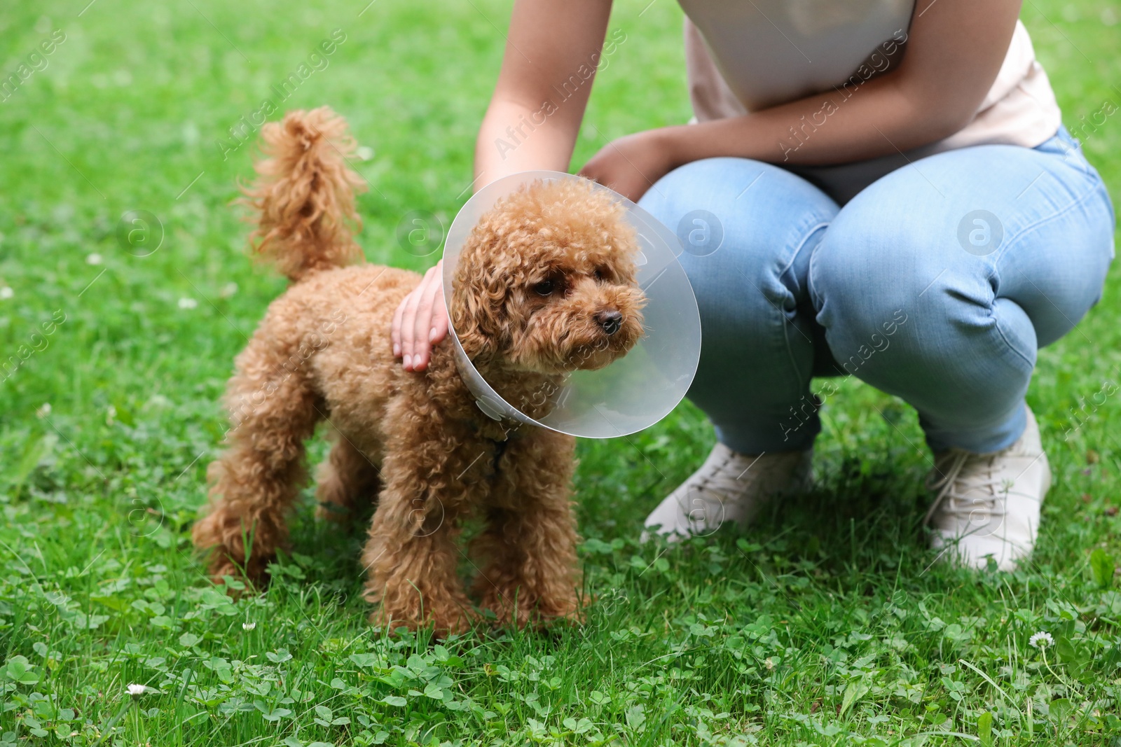 Photo of Woman with her cute Maltipoo dog in Elizabethan collar outdoors, closeup