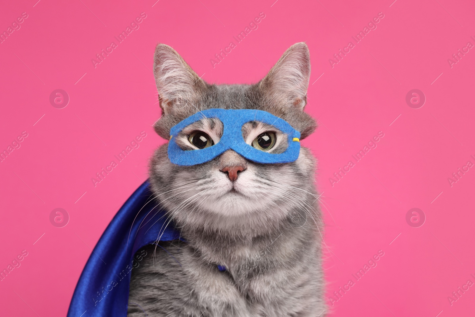 Photo of Adorable cat in blue superhero cape and mask on pink background