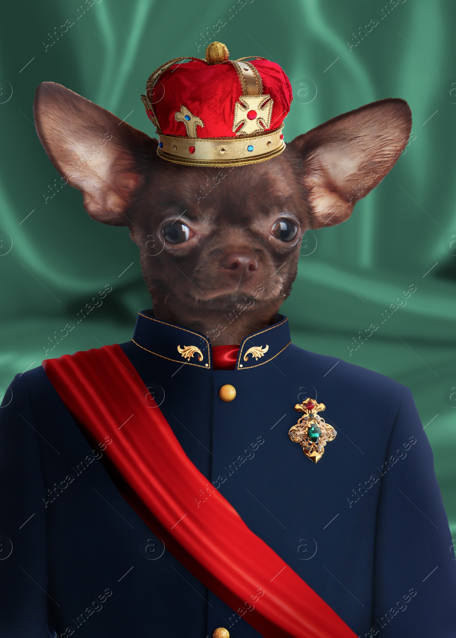 Image of Toy terrier dressed like royal person against green background