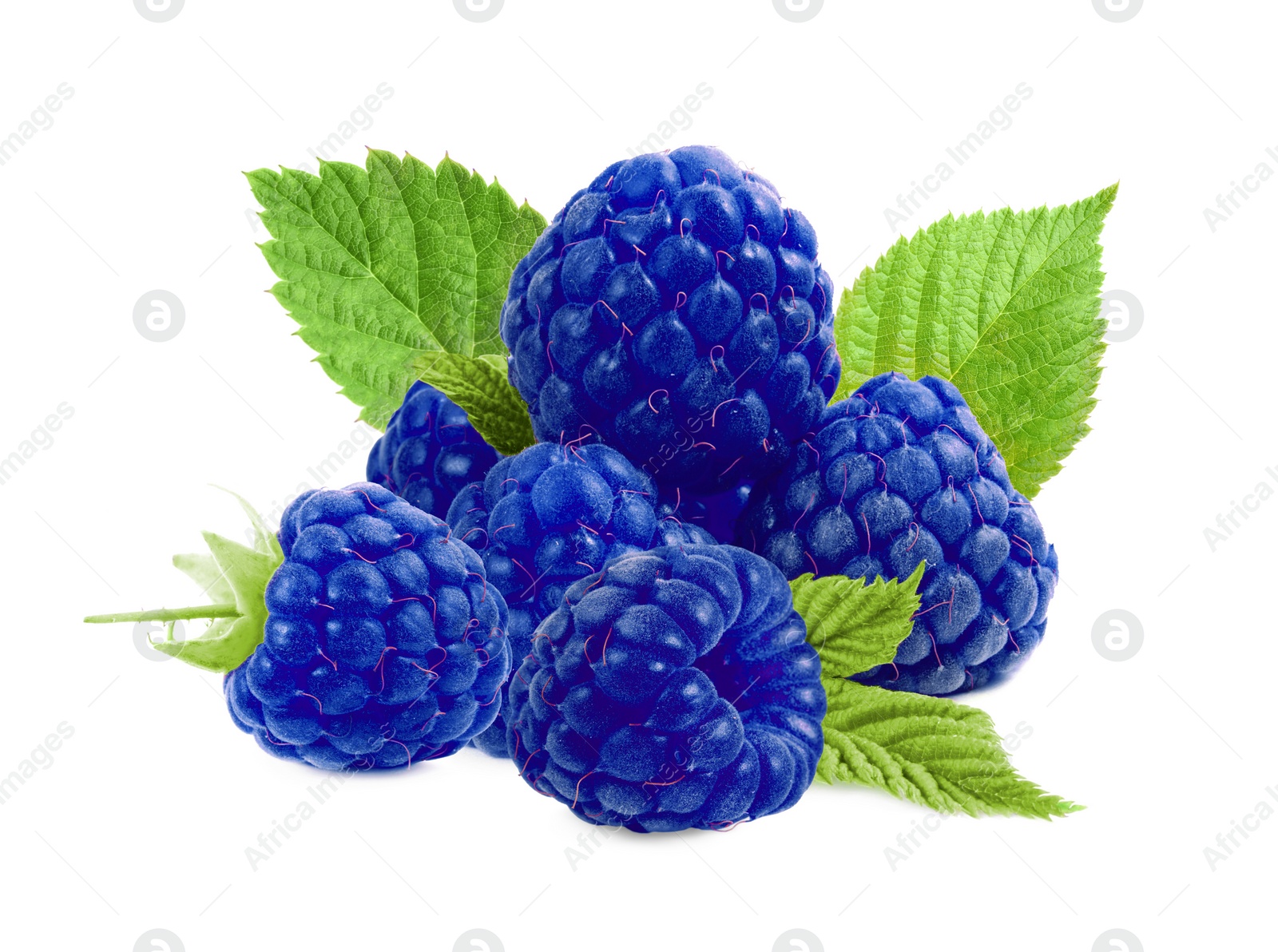 Image of Many fresh blue raspberries and green leaves isolated on white