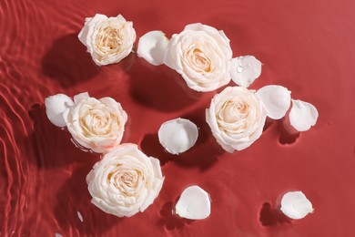 Beautiful roses and petals in water on burgundy background, top view