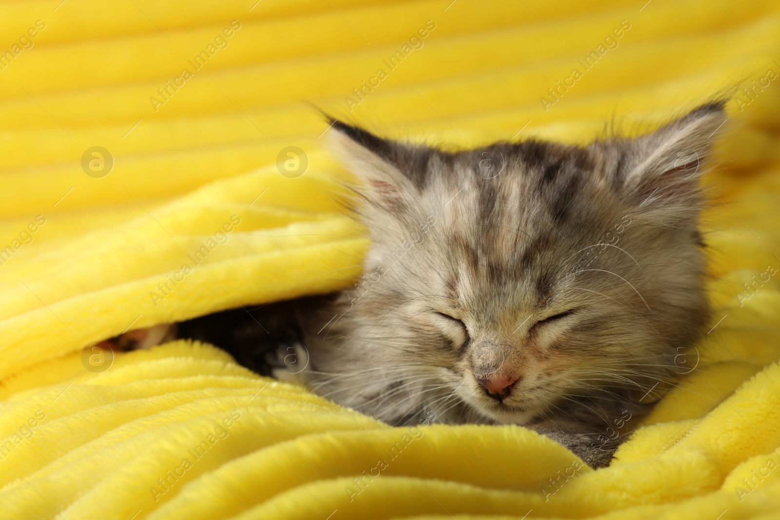 Photo of Cute kitten sleeping in soft yellow blanket
