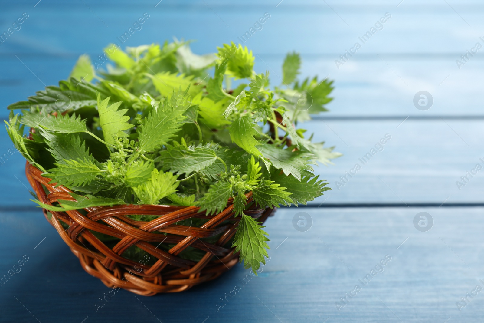 Photo of Fresh stinging nettle leaves in wicker bowl on blue wooden table, closeup. Space for text