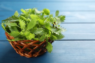 Fresh stinging nettle leaves in wicker bowl on blue wooden table, closeup. Space for text