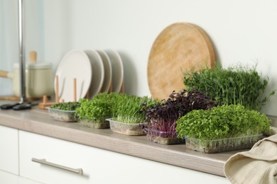 Photo of Different fresh microgreens in plastic containers on countertop in kitchen