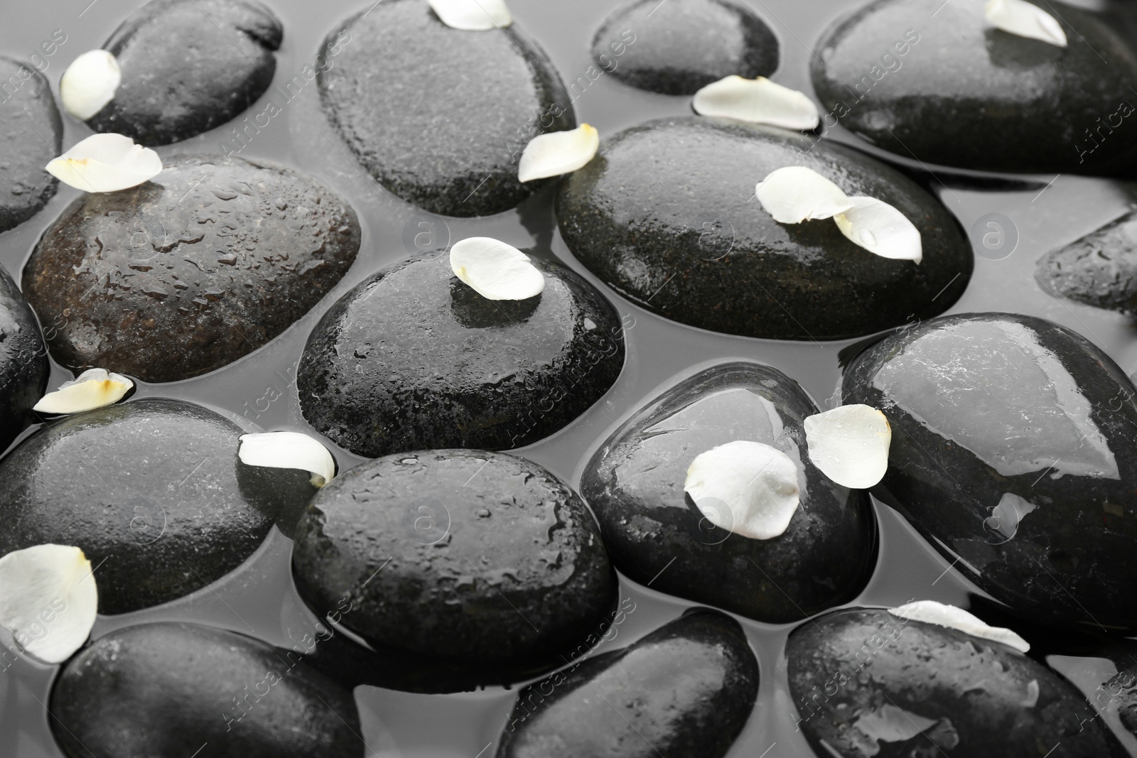 Photo of Spa stones with flower petals in water. Zen lifestyle
