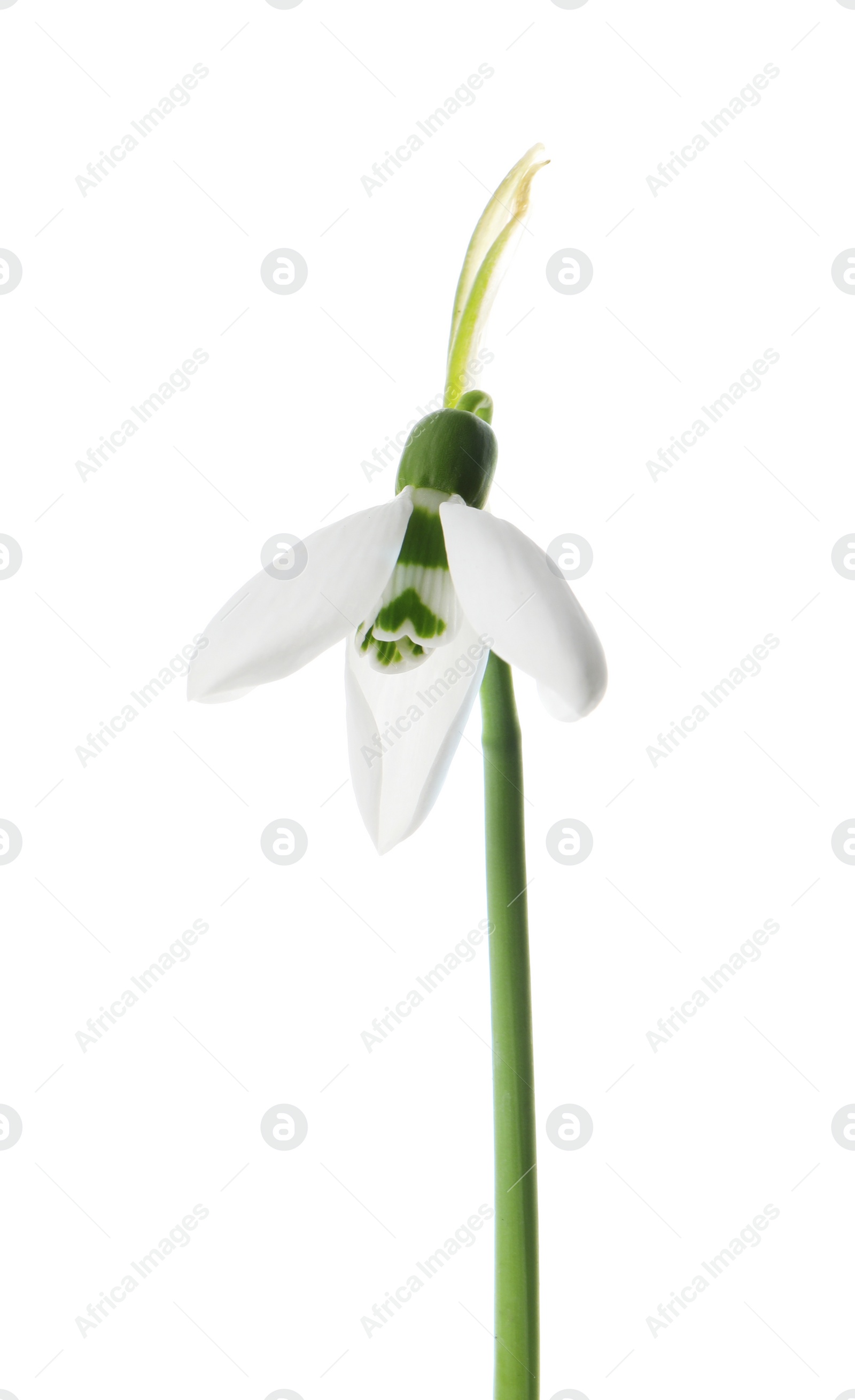 Photo of Beautiful snowdrop isolated on white. Spring flower