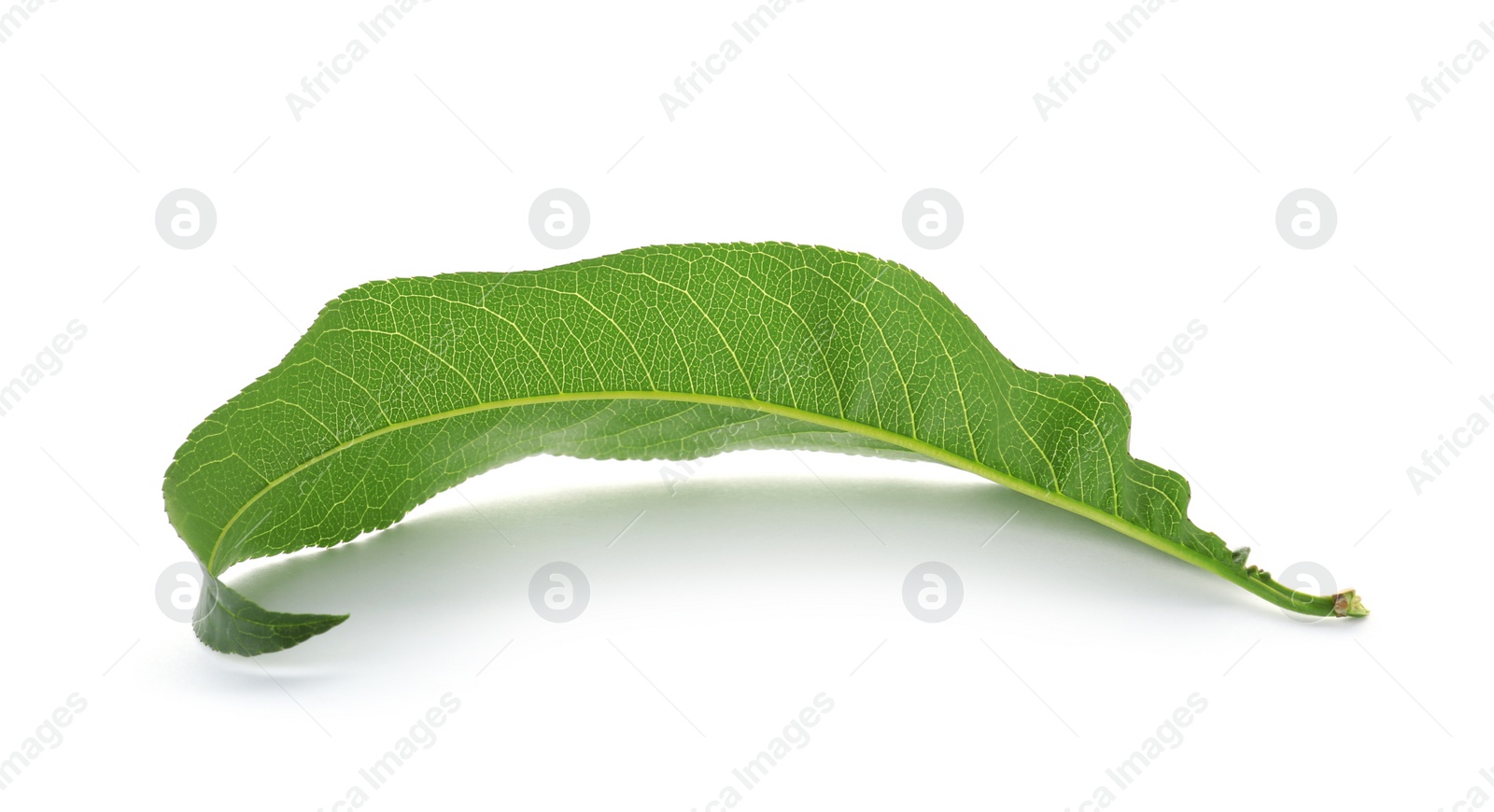 Photo of Green peach leaf on white background