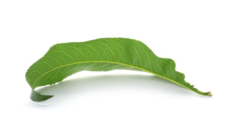 Photo of Green peach leaf on white background