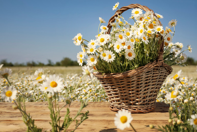 Photo of Basket with beautiful chamomiles on wooden table in field