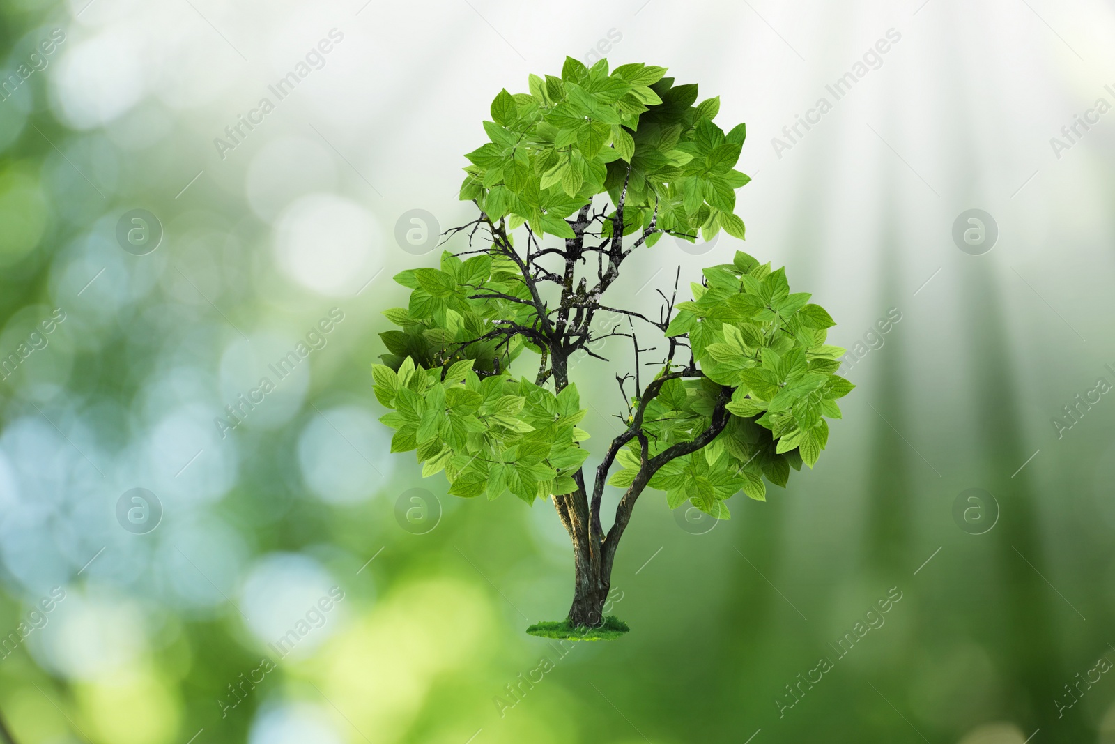 Image of Tree with green leaves in shape of recycling symbol on blurred background. Bokeh effect