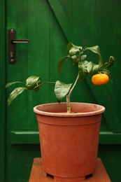 Photo of Potted tangerine tree on wooden stand in greenhouse