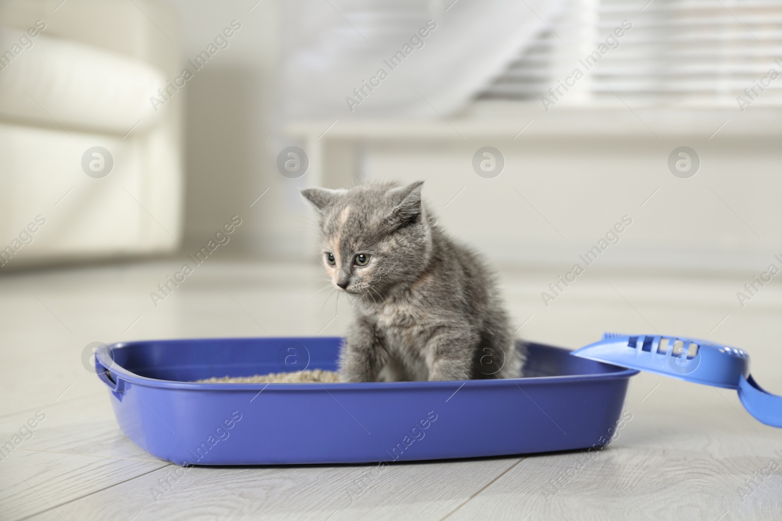 Photo of Cute British Shorthair kitten in litter box at home