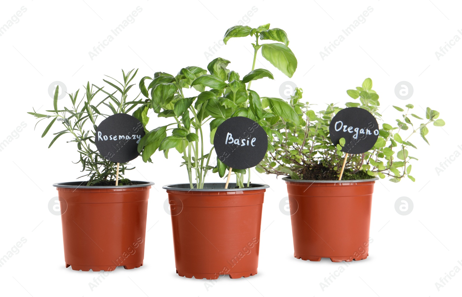 Photo of Different aromatic potted herbs isolated on white