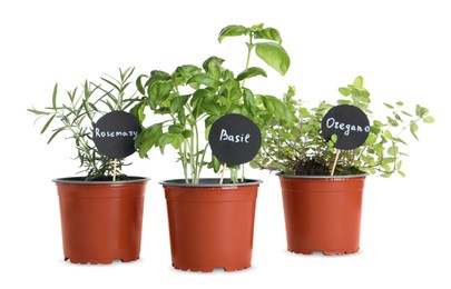 Different aromatic potted herbs isolated on white