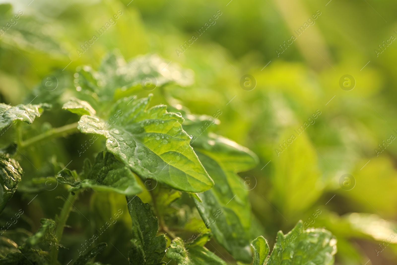 Photo of Closeup view of tomato seedlings with water drops on blurred background