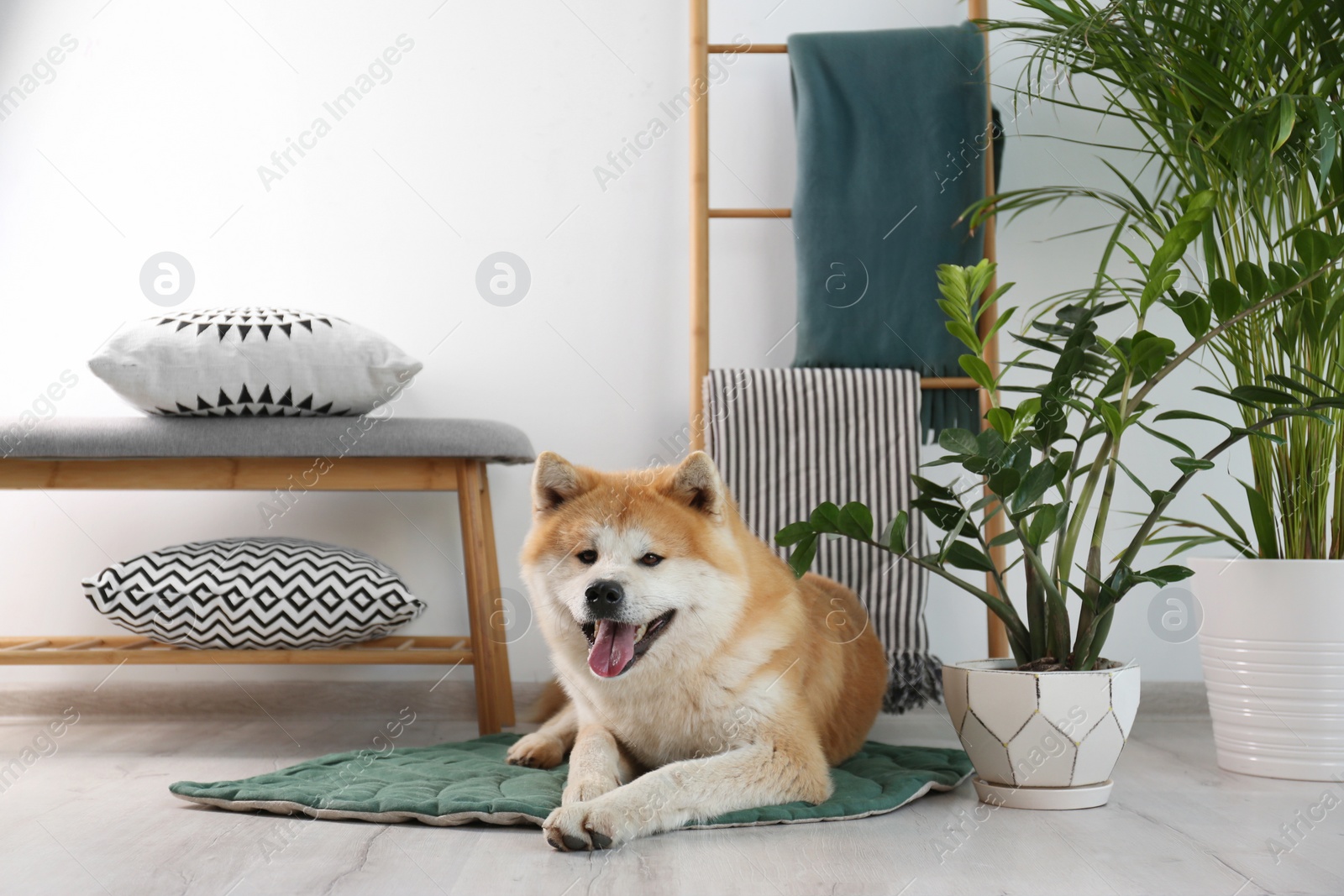 Photo of Cute Akita Inu dog on rug in room with houseplants