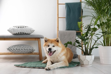 Cute Akita Inu dog on rug in room with houseplants