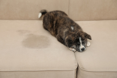 Photo of Cute Akita inu puppy near wet spot on sofa. Untrained dog