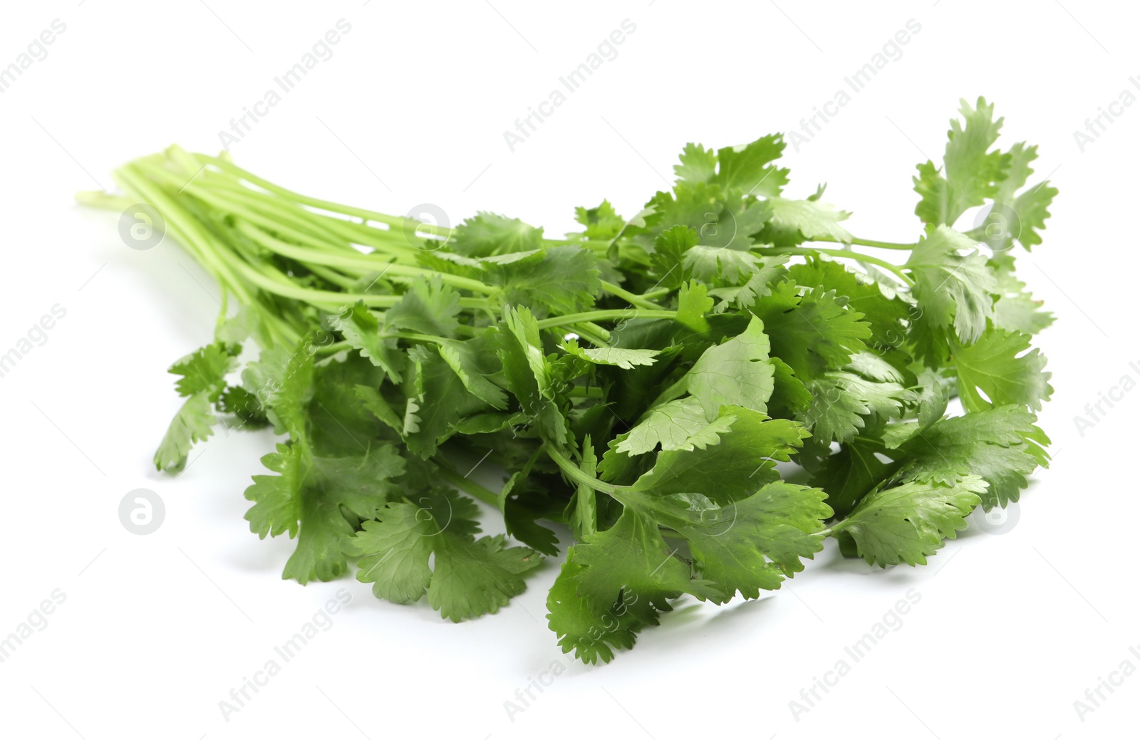 Photo of Bunch of fresh coriander on white background