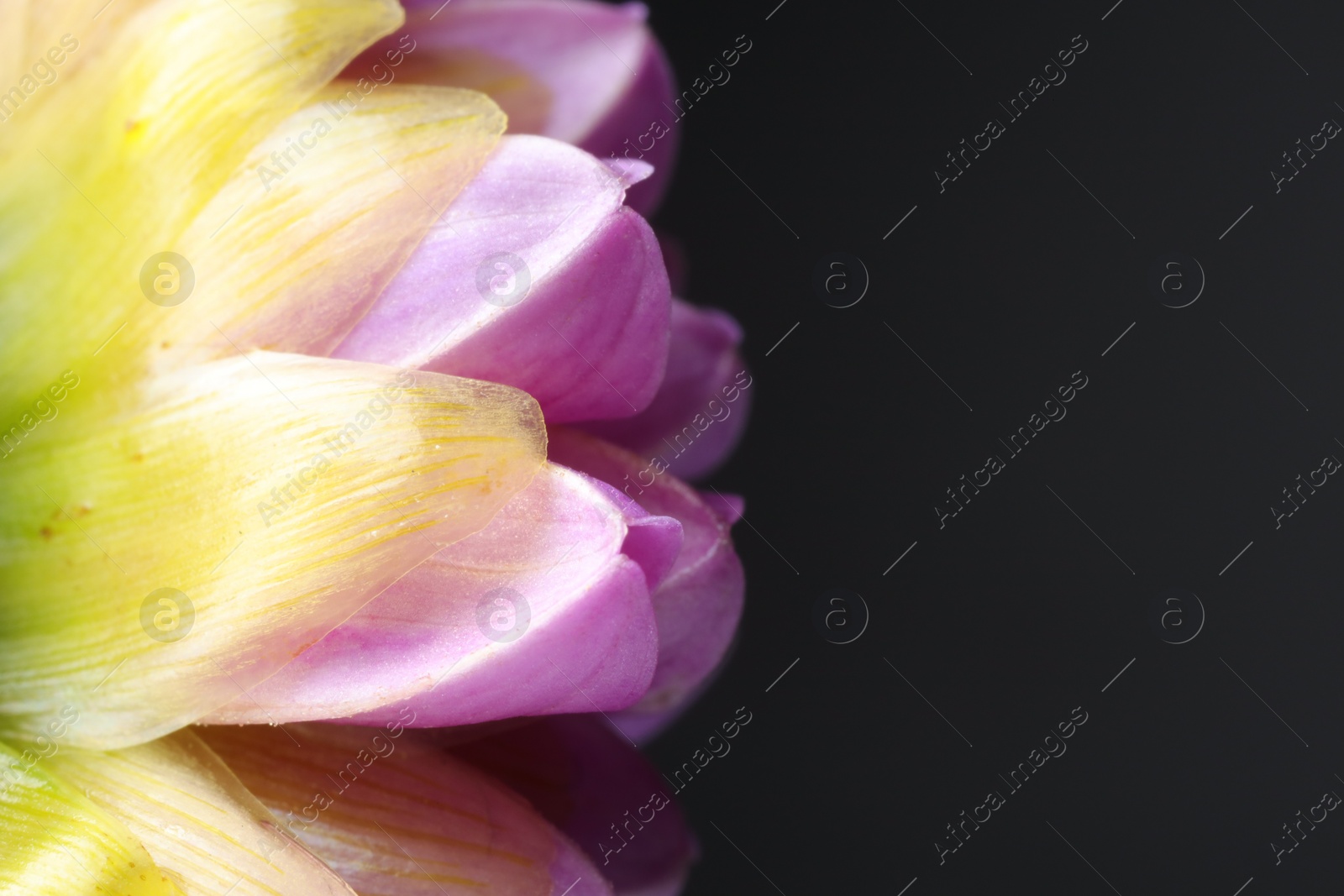 Photo of Beautiful Dahlia flower on black background, macro. Space for text