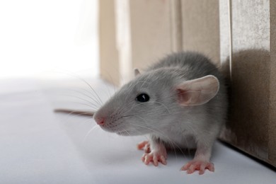 Photo of Small grey rat near cardboard box on white background, closeup