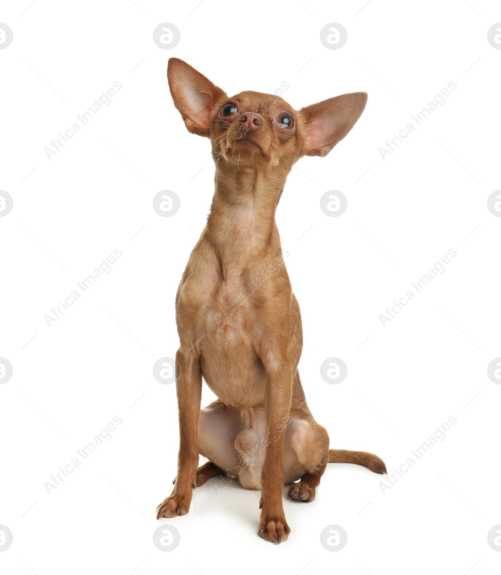 Photo of Cute toy terrier isolated on white. Domestic dog