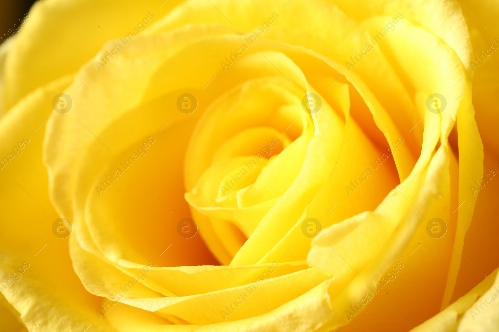 Photo of Beautiful rose with yellow petals as background, macro view