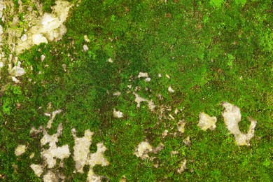 Photo of Textured surface with moss as background, top view