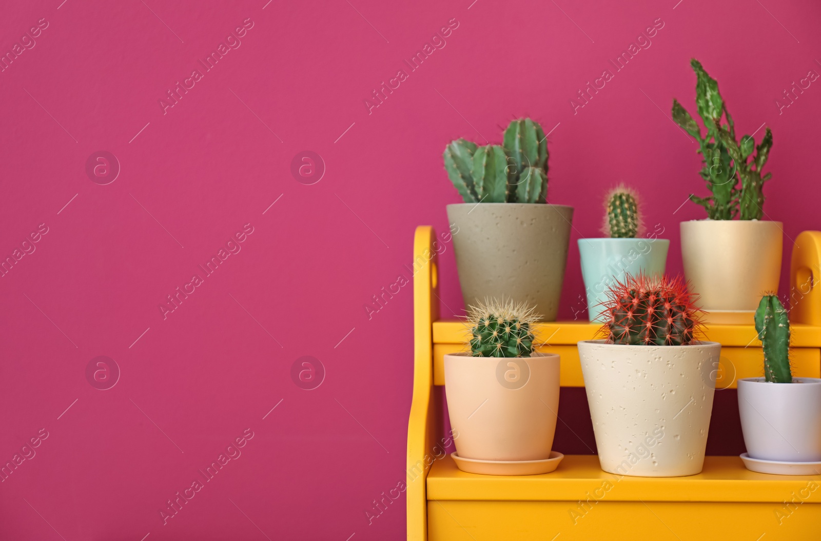 Photo of Beautiful cacti in flowerpots on stand near color wall