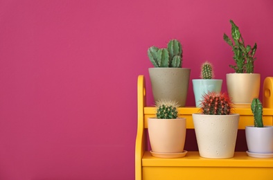 Photo of Beautiful cacti in flowerpots on stand near color wall