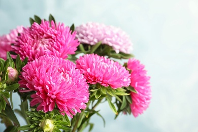 Beautiful aster flower bouquet on color background