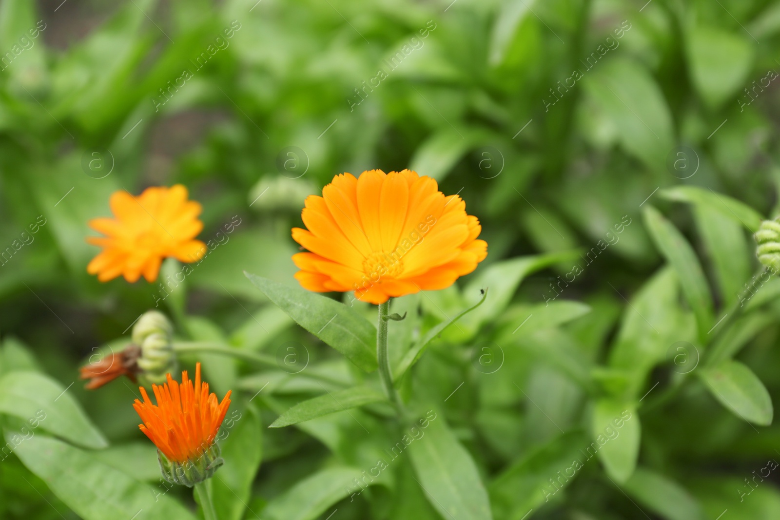 Photo of Beautiful blooming calendula flowers outdoors, closeup. Space for text